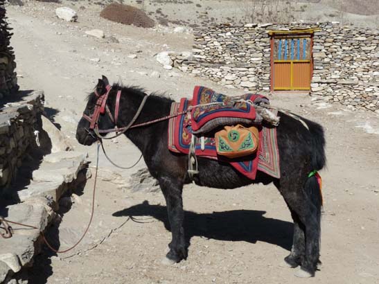 111112_Nepal_Mustang_1251_Dhakmar_Syangboche