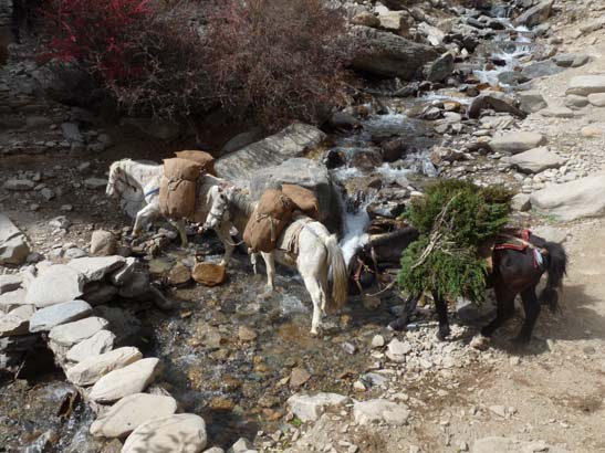 111113_Nepal_Mustang_1361_Syangboche_Chhusang