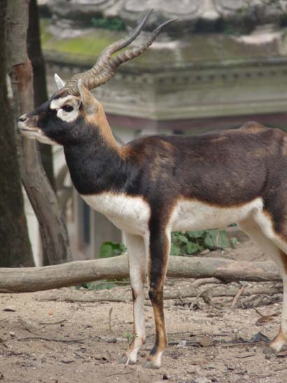 111118_Nepal_Mustang_1789_Pashupatinath_Bodnath