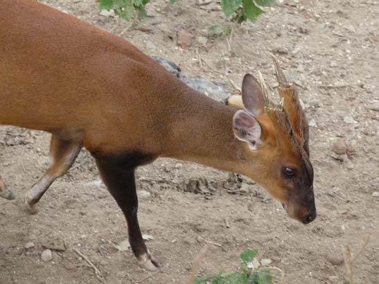111118_Nepal_Mustang_1790_Pashupatinath_Bodnath