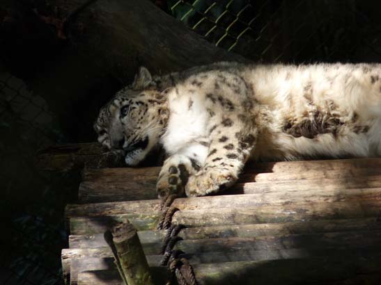 Schneeleopard-4