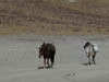 111109_Nepal_Mustang_0819_Tsarang_Lo_Manthang