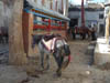 111110_Nepal_Mustang_1005_Lo_Manthang