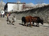 111111_Nepal_Mustang_1050_Lo_Manthang_Dhakmar