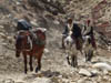 111111_Nepal_Mustang_1068_Lo_Manthang_Dhakmar