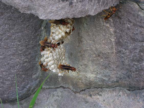 071111 - Uruyen - Guayaraca 037