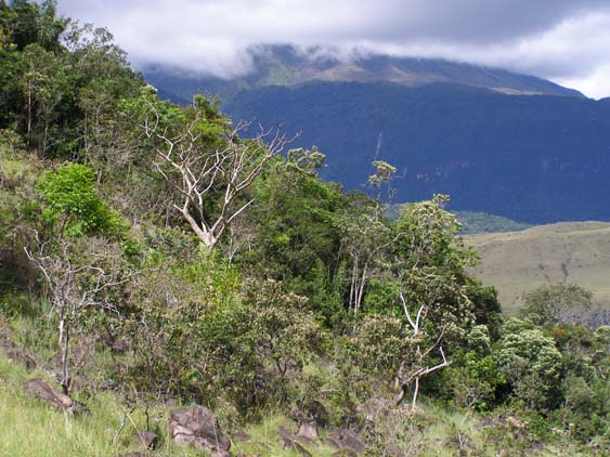 Auyan Tepui Trekking, Venezuela