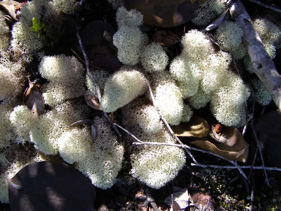 071114 - Auyan Tepui - 016