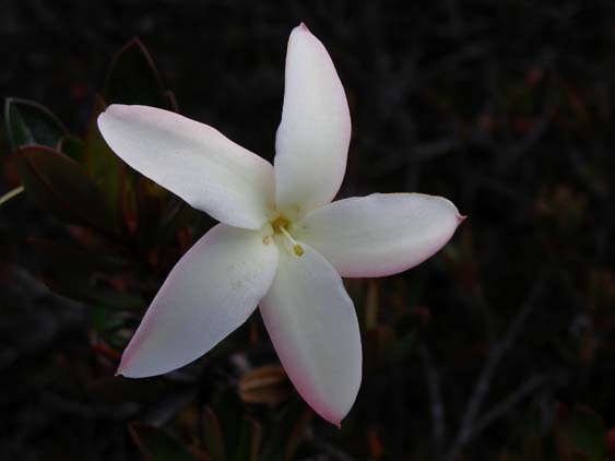 071114 - Auyan Tepui - 095