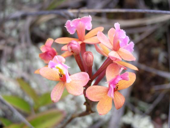 071114 - Auyan Tepui - 100