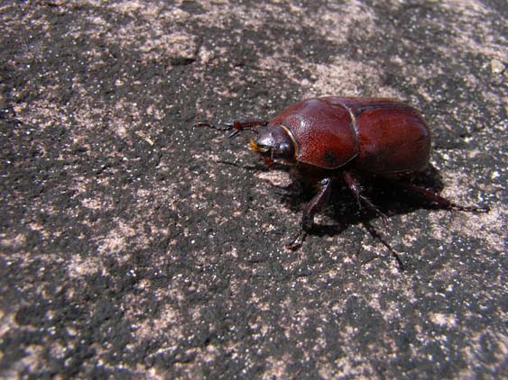 071115_-_El_Oso_-_El_Penon_-_041