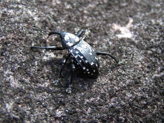 071115_-_El_Oso_-_El_Penon_-_044