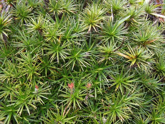 071115_-_El_Oso_-_El_Penon_-_049