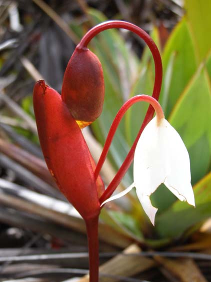 071115_-_El_Oso_-_El_Penon_-_051