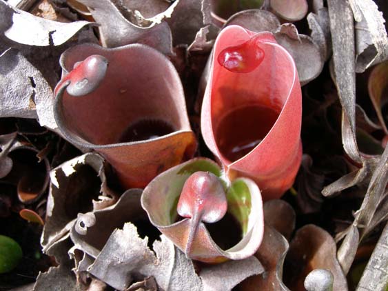 071115_-_El_Oso_-_El_Penon_-_052