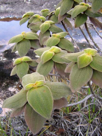 071115_-_El_Oso_-_El_Penon_-_053