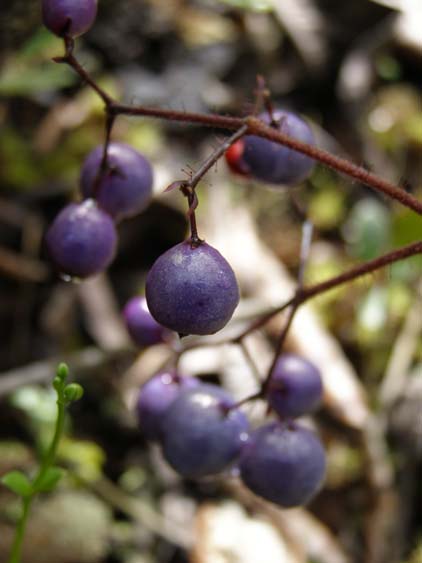 071116_-_El_Penon_-_Uruyen_-_023