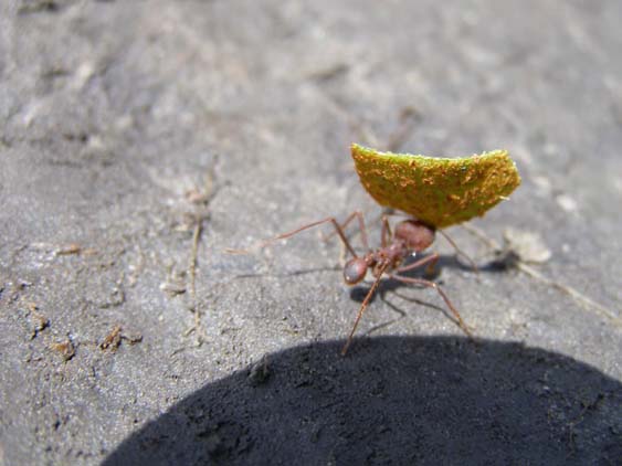 071116_-_El_Penon_-_Uruyen_-_039