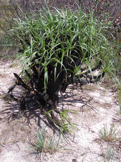 071116_-_El_Penon_-_Uruyen_-_042