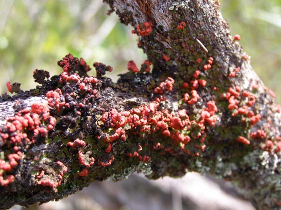 071116_-_El_Penon_-_Uruyen_-_043