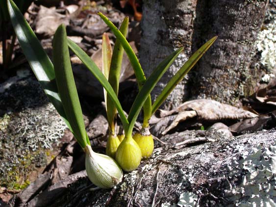 071116_-_El_Penon_-_Uruyen_-_067