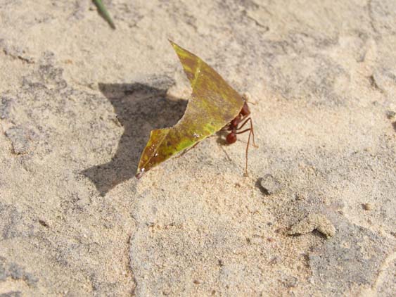 071117 - Uruyen - Canaima - 002