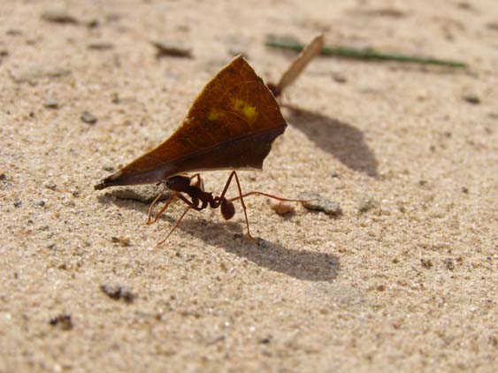 071117 - Uruyen - Canaima - 003