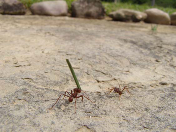 071117_-_Uruyen_-_Canaima_-_005