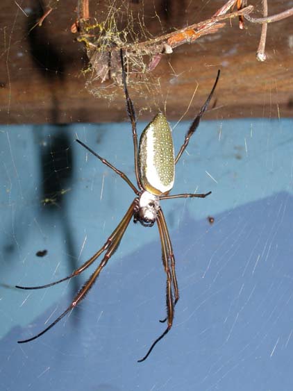 071119 - Salto Angel - Canaima - 018