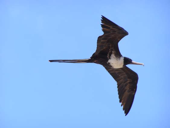 Fregattvogel
