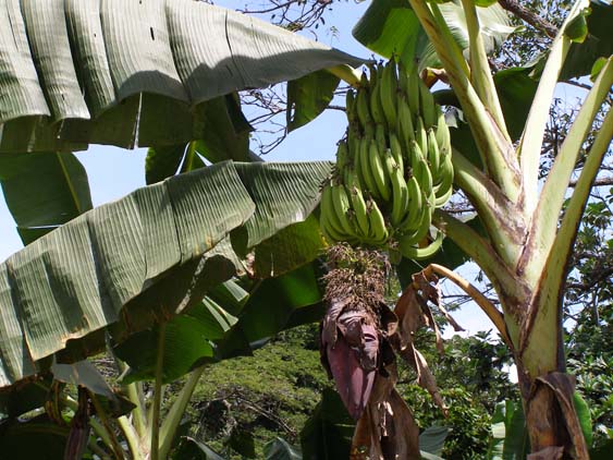 071122_-_Puerto_Colombia_-_Choao_-_029