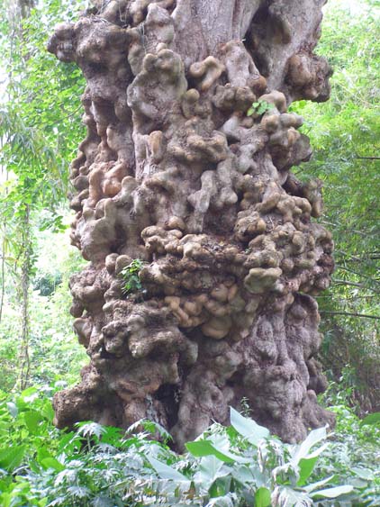 071122_-_Puerto_Colombia_-_Choao_-_033