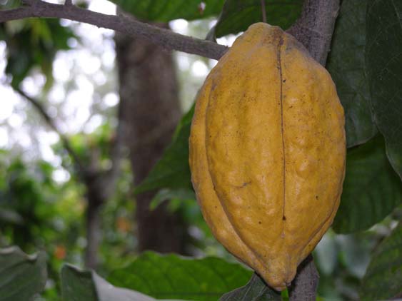 071122_-_Puerto_Colombia_-_Choao_-_037