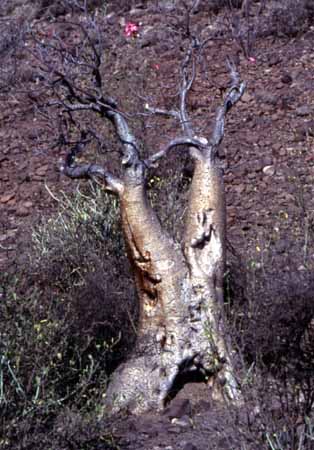 Flaschenbaum
