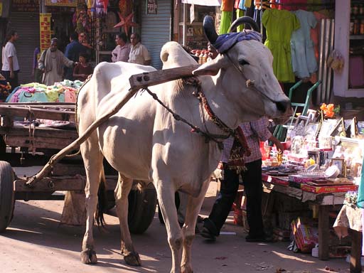Delhi_Okt_2004_PB014295
