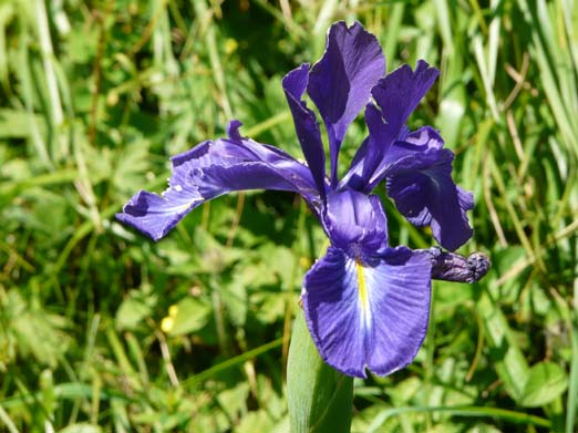 Franzoesische_Pyrenaeen_070