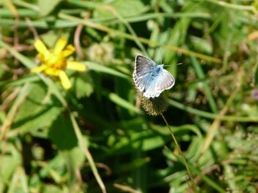 Franzoesische_Pyrenaeen_073