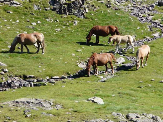 Franzoesische_Pyrenaeen_098