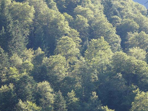 Franzoesische_Pyrenaeen_101