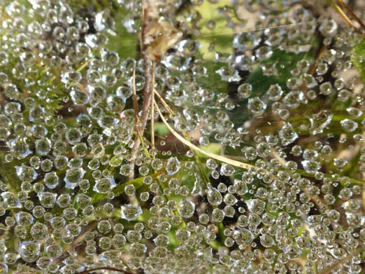 Franzoesische_Pyrenaeen_109