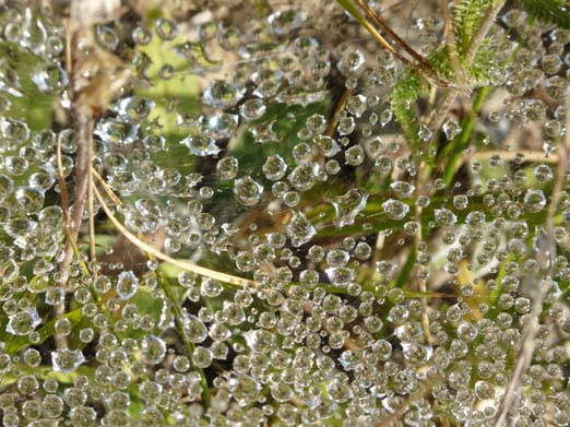 Franzoesische_Pyrenaeen_110