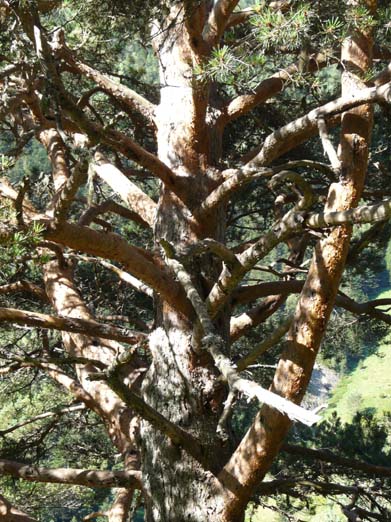 Franzoesische_Pyrenaeen_118