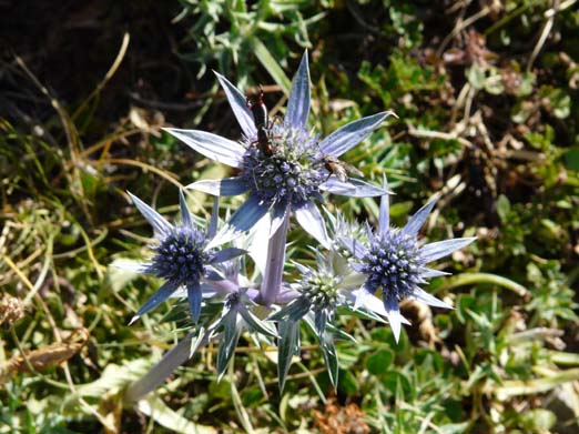 Franzoesische_Pyrenaeen_122