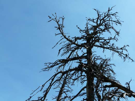 Franzoesische_Pyrenaeen_123