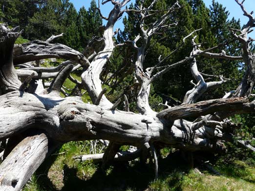 Franzoesische_Pyrenaeen_206