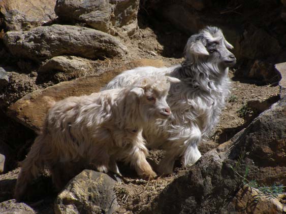 Nepal_Tibet_07_P5231594