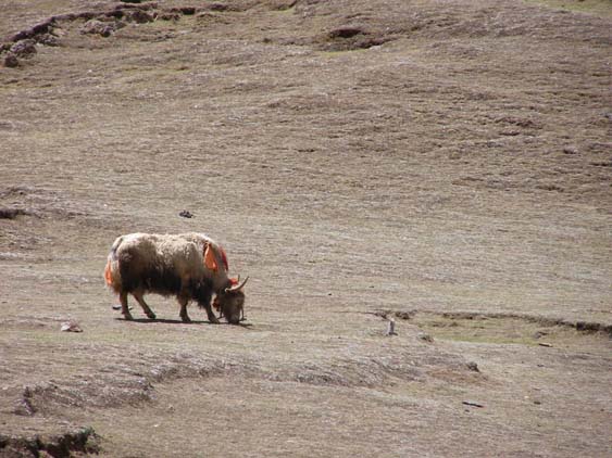 Nepal_Tibet_07_P5231631