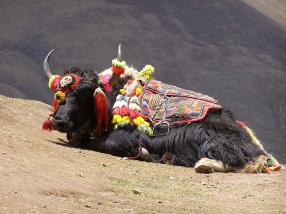 Nepal_Tibet_07_P5231632