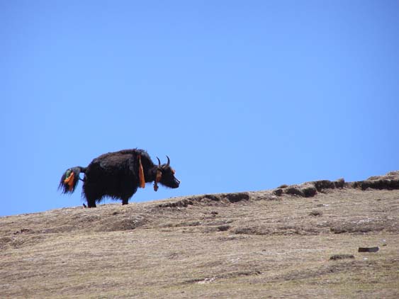 Nepal_Tibet_07_P5231645