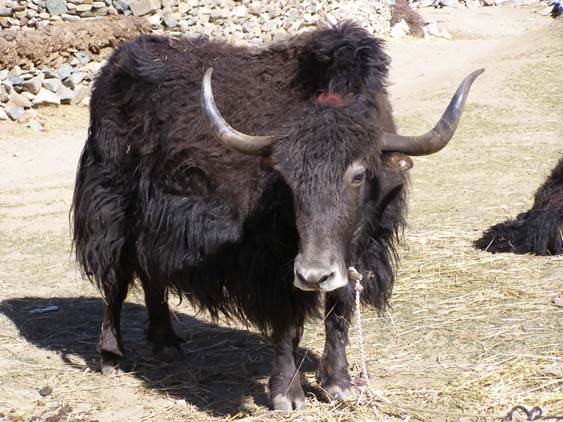 Nepal_Tibet_07_P5231673